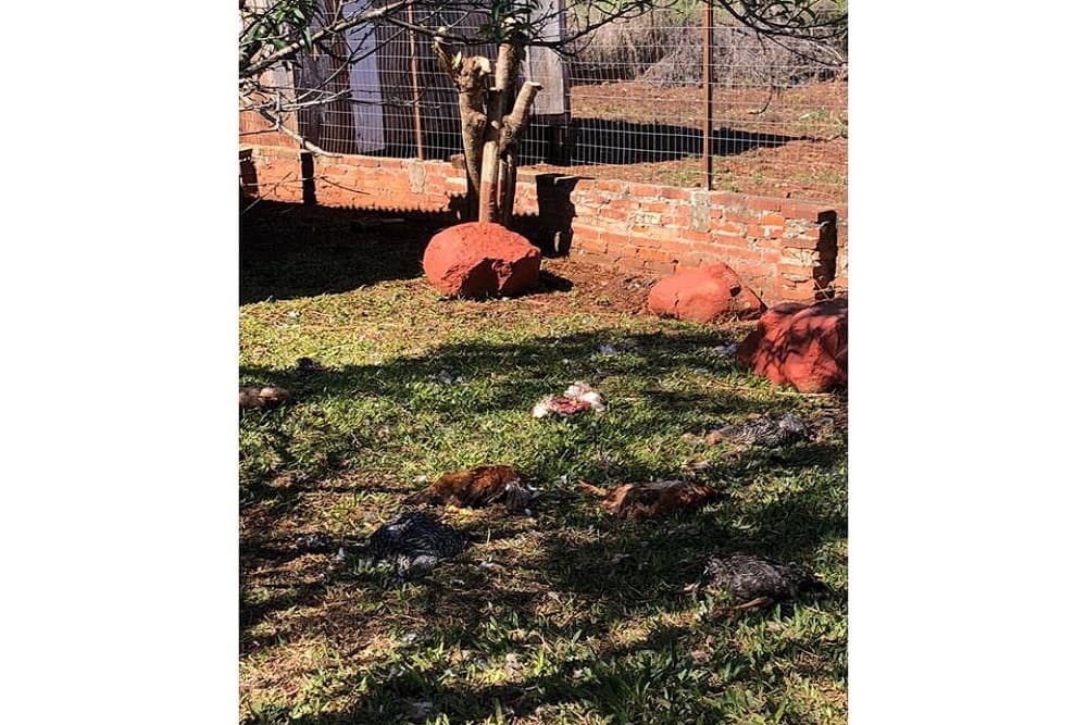 Mistério: 18 galinhas aparecem mortas em Santo Augusto