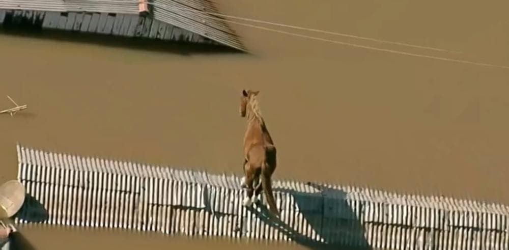 Cavalo fica ilhado em cima do telhado de casa em Canoas
