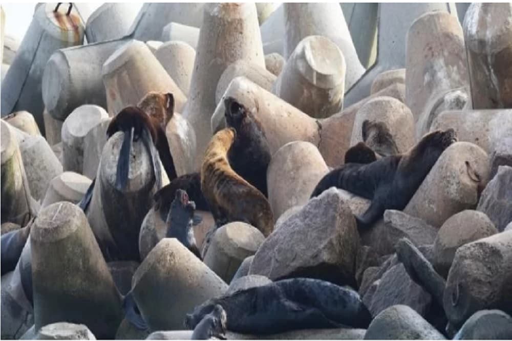 Gripe aviária mata mais de 500 mamíferos aquáticos no Rio Grande do Sul