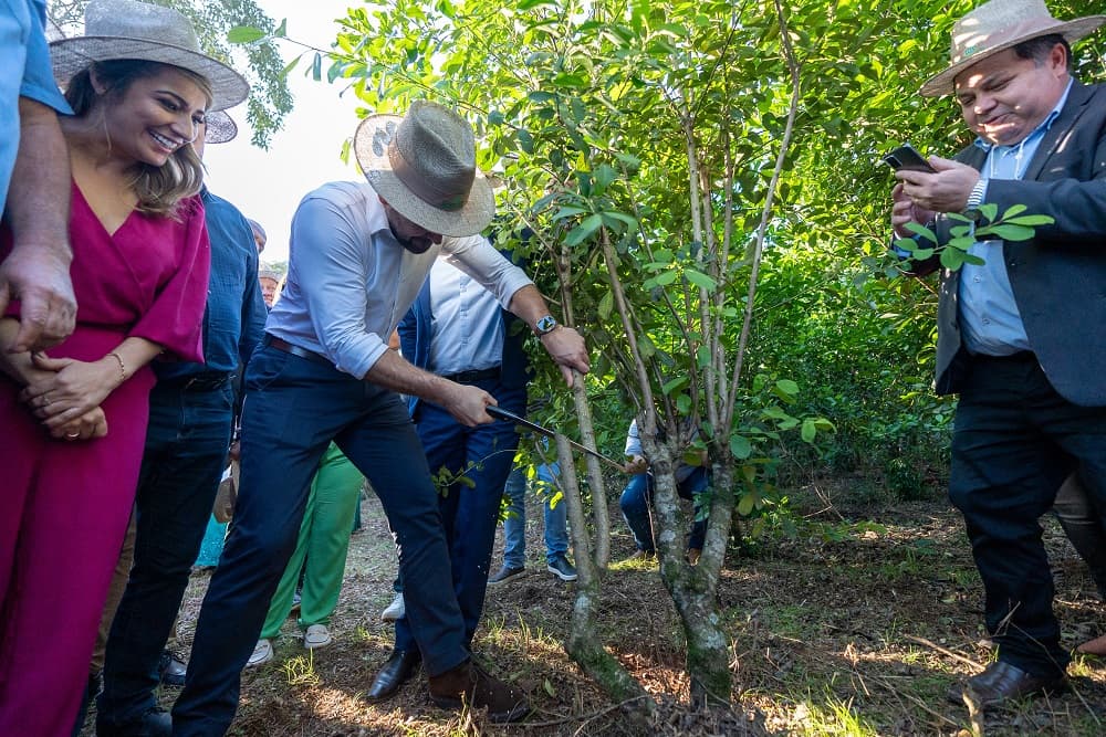 Abertura da colheita da erva-mate será em Palmeira das Missões, berço do cultivo no RS