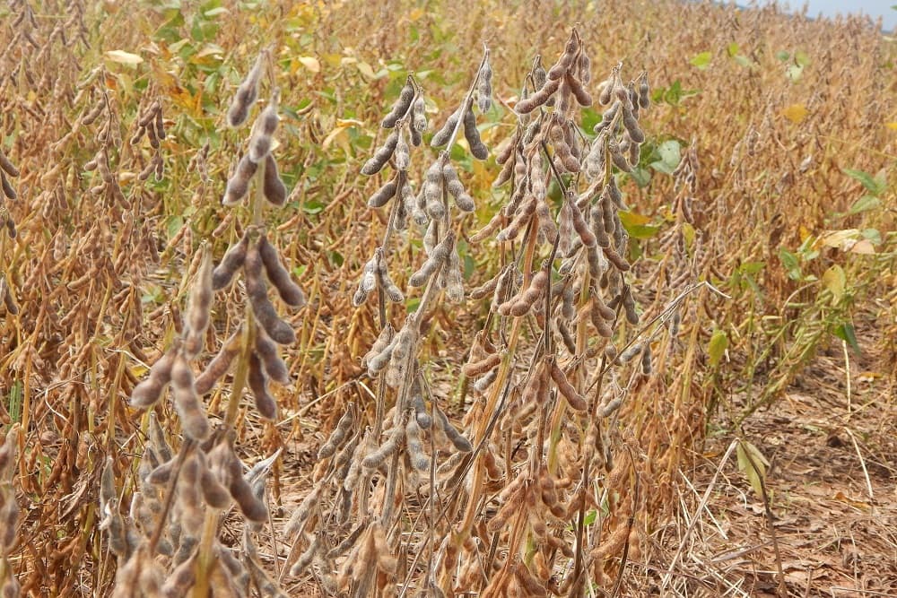 Produtores poderão renegociar dívidas do crédito rural