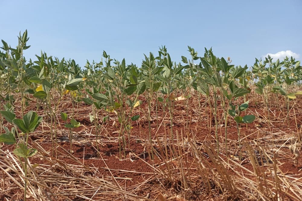 Levantamento aponta quebra próxima ou superior a 50% na safra de soja do RS