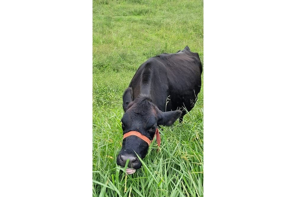 Polícia Civil investiga crimes de abigeato praticados na região