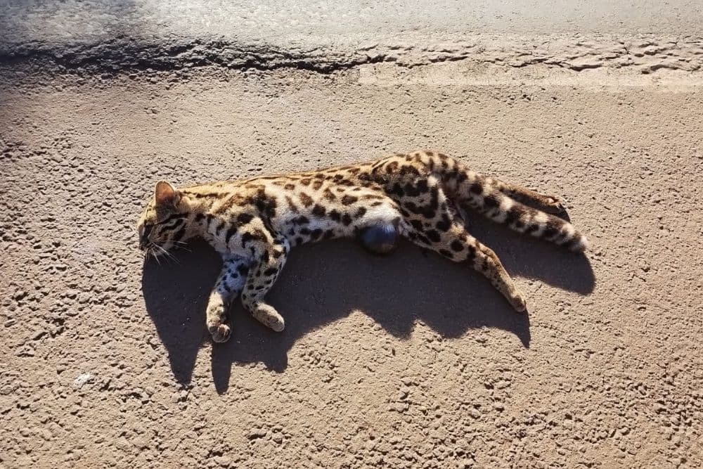 Possível jaguatirica é encontrada morta às margens da ERS-155, em Santo Augusto