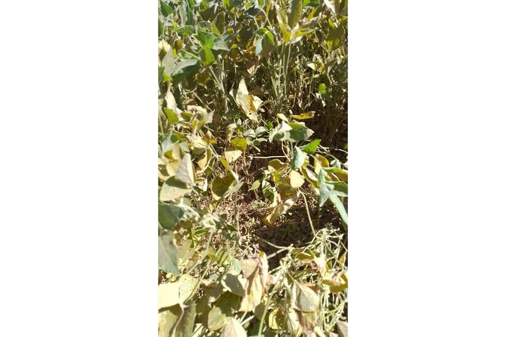 Preocupa presença da ferrugem-asiática em lavouras de soja em Santo Augusto