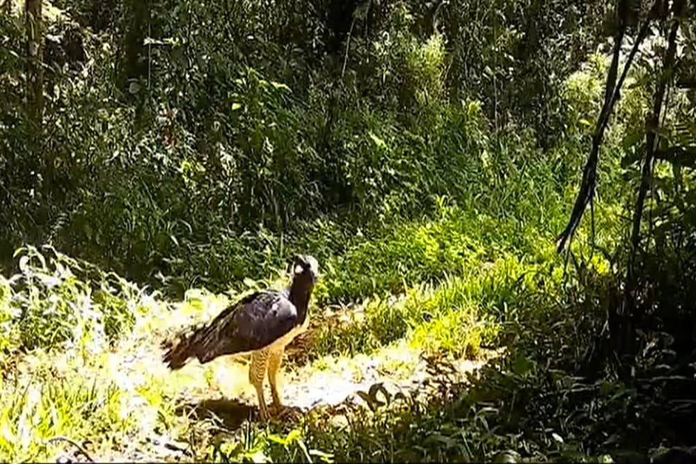 Considerada a maior águia do país, harpia volta a ser vista no Parque Estadual do Turvo