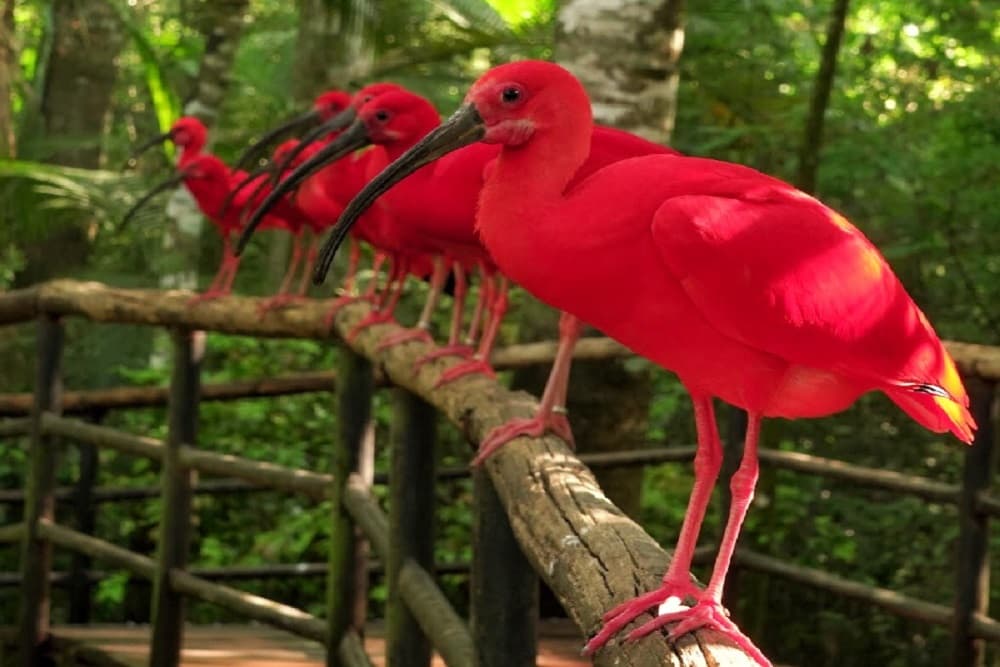 Brasil ganha centro para proteger espécies nativas em extinção