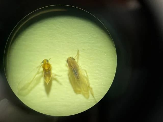 RS identifica novo tipo de cigarrinha do milho