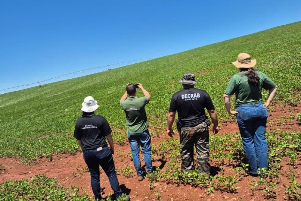 Fiscalização identifica cultivo irregular de soja em Santa Bárbara do Sul