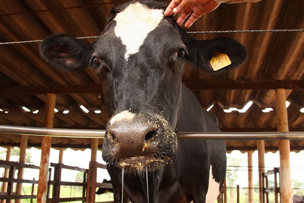 Confirmado caso de Raiva Bovina em Coronel Barros