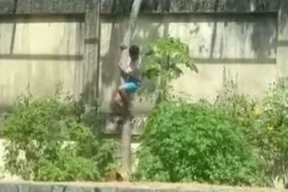 Homem morre após entrar na jaula de leões em João Pessoa