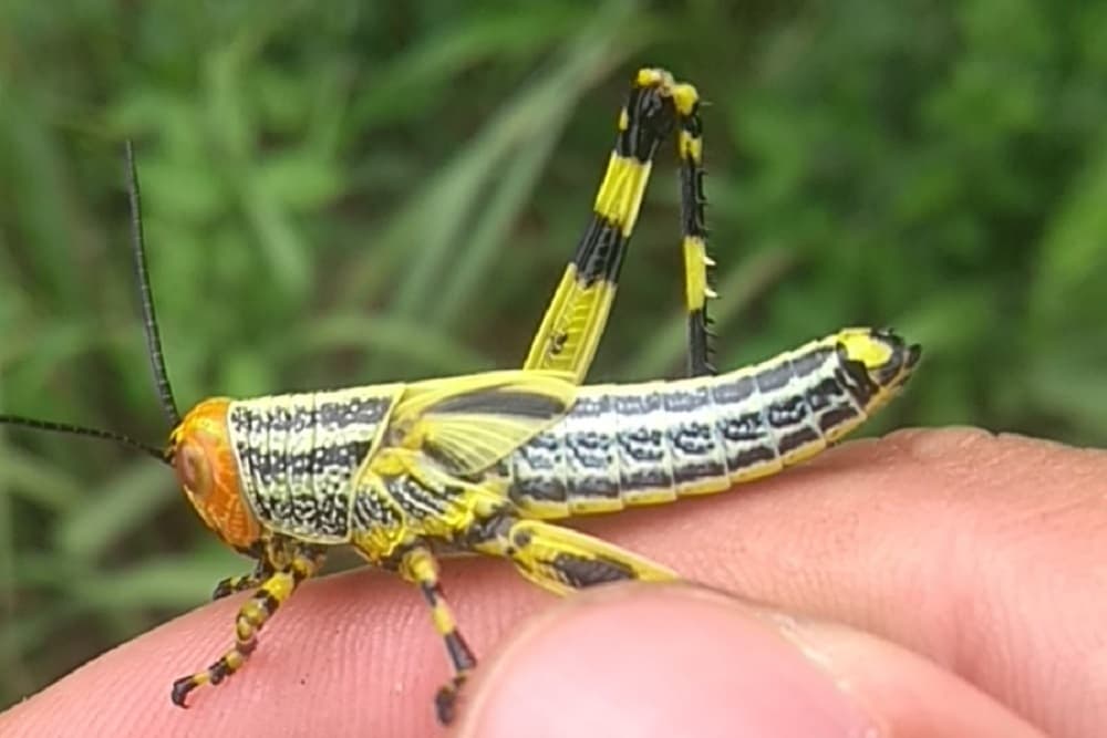 “Não há motivos para pânico” afirma fiscal agropecuário sobre gafanhotos