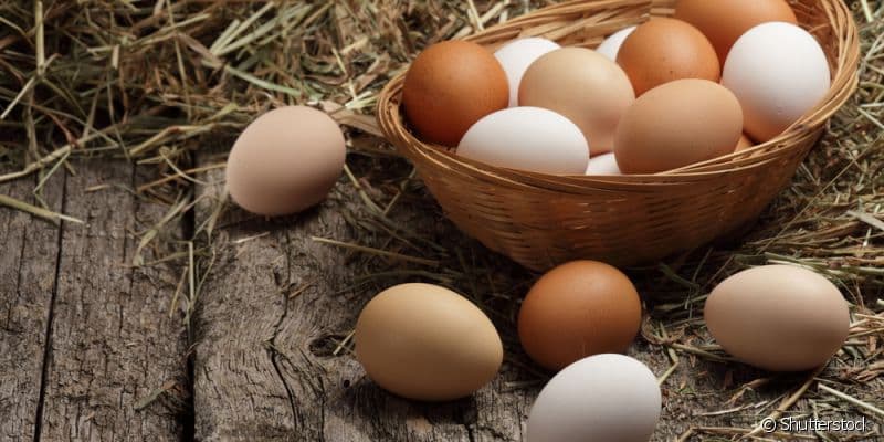 Exportações de ovos mantém alta de 138,9% em 2021