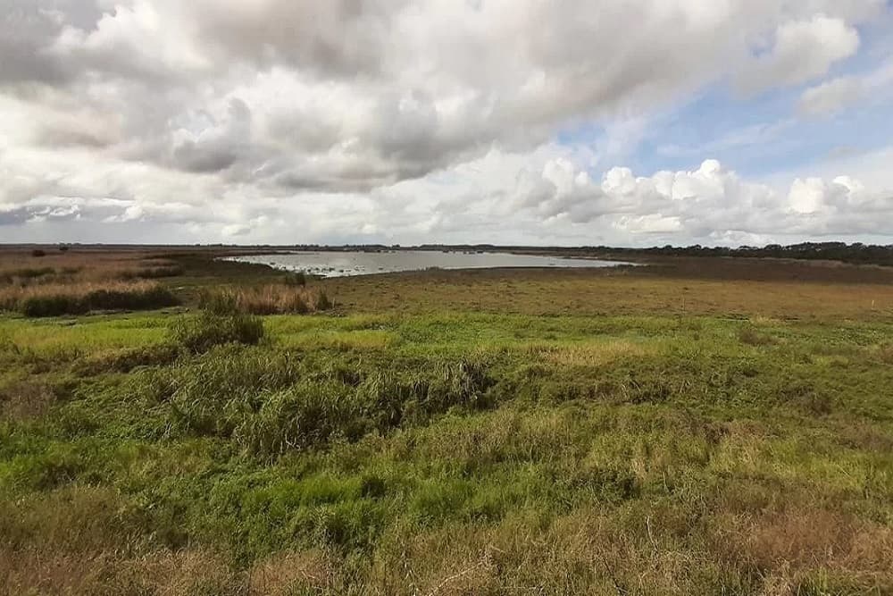 Mobilização no Taim deve durar mais 15 dias caso não sejam encontrados mais focos de gripe aviária