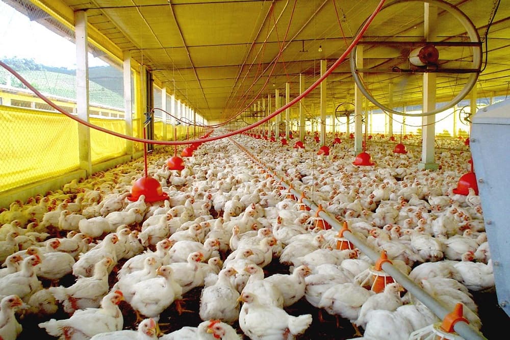 Sete mil aves serão abatidas em Anta Gorda após foco de doença viral
