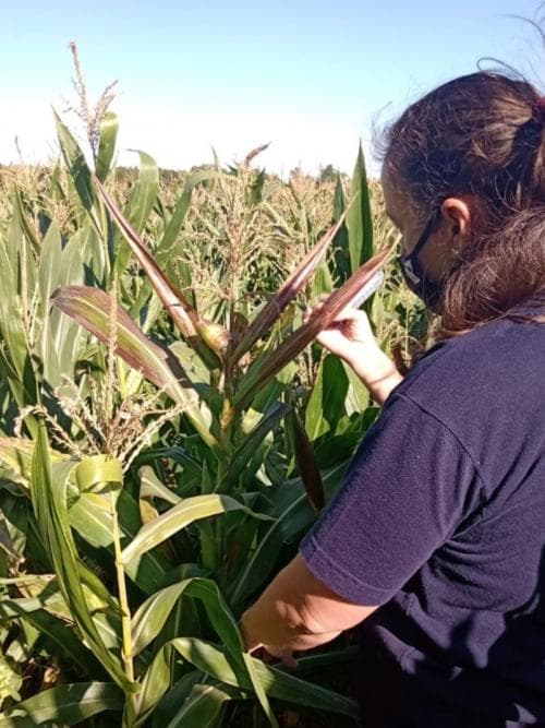 Secretaria da Agricultura emite alerta fitossanitário para cigarrinha do milho