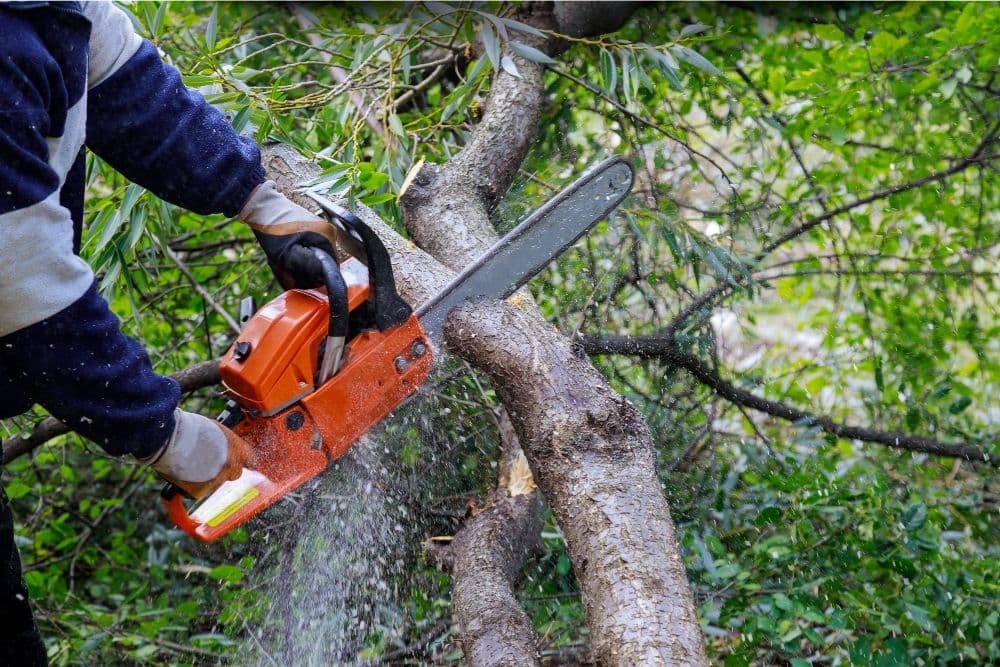 Homem morre atingido por galho durante corte de árvore em Bozano