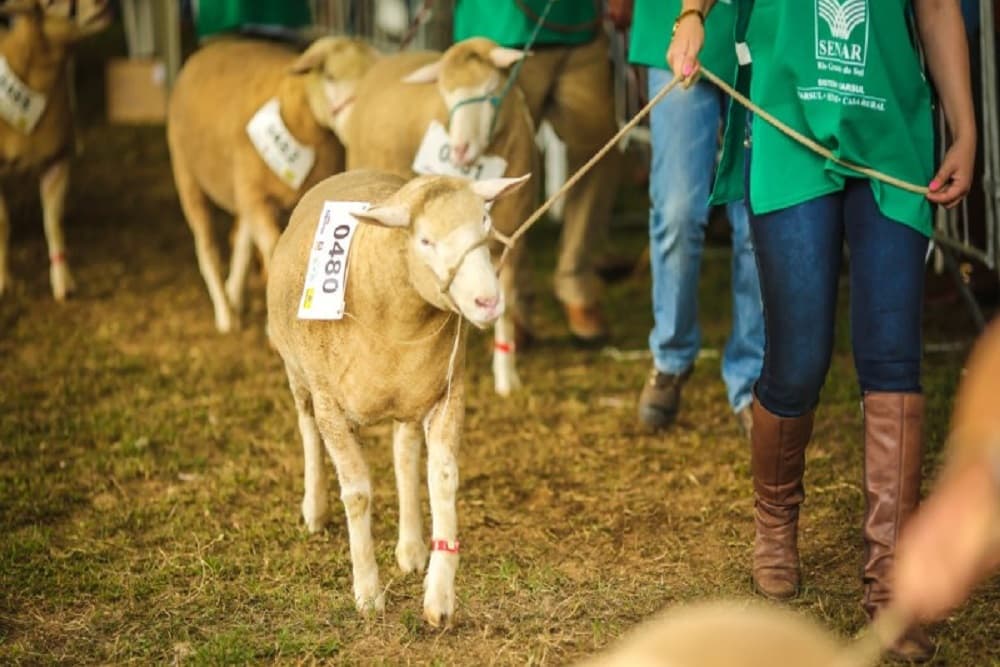 Divulgados regulamento e exigências sanitárias para exposição de animais na Expointer Digital
