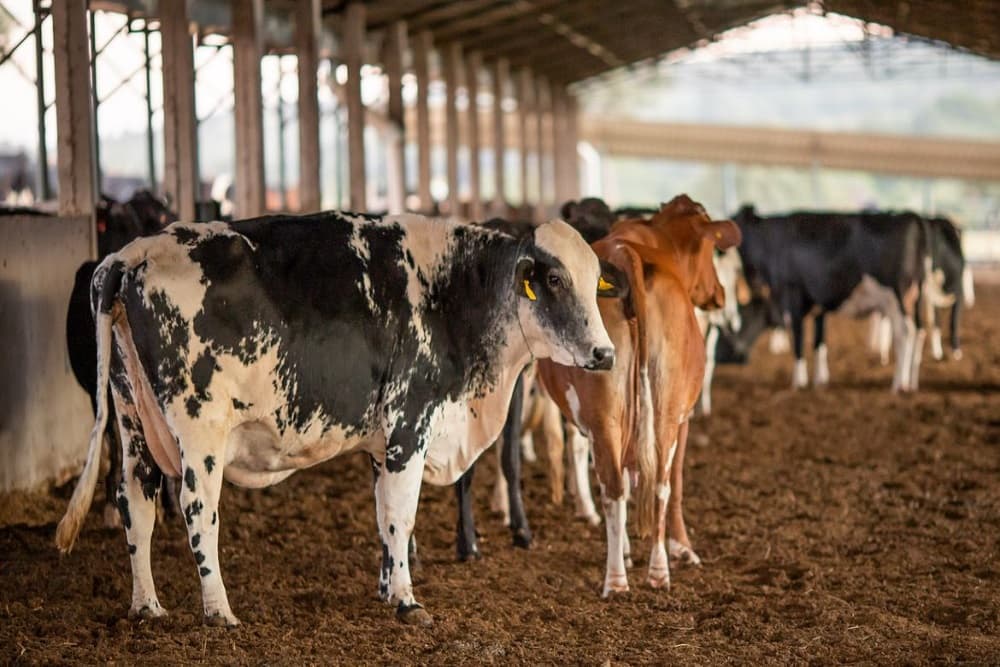 Pará confirma caso de vaca louca no interior do estado