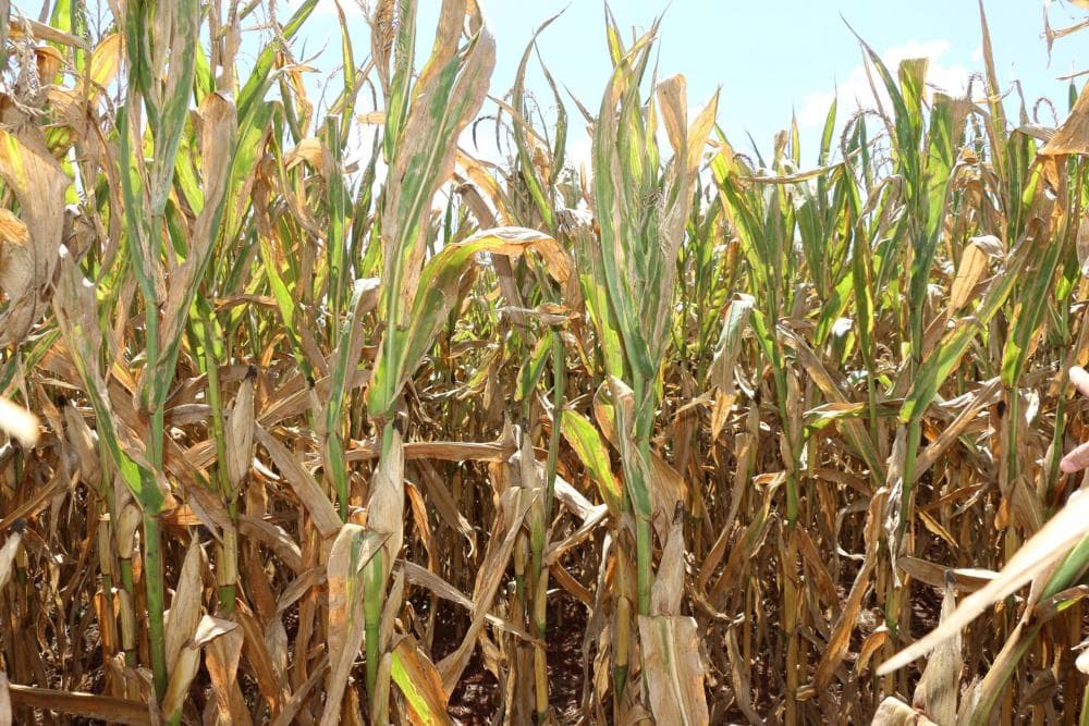 Chiapetta decreta situação de emergência devido à estiagem