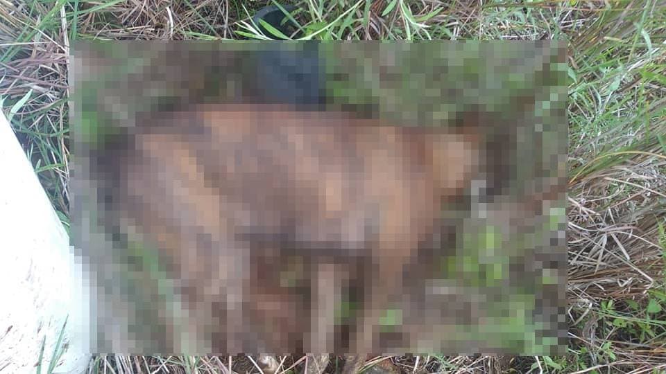 Maus-tratos: Homem se irrita com cachorro, invade residência e mata animal