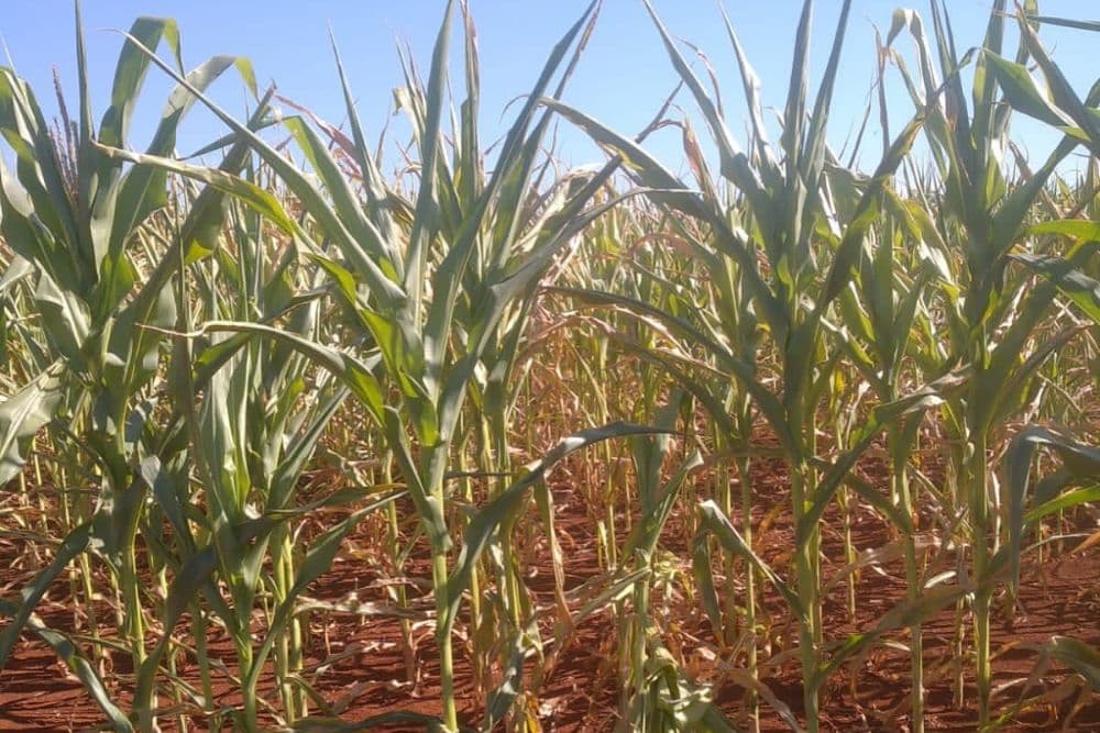 Chiapetta declara Situação de Emergência devido à estiagem