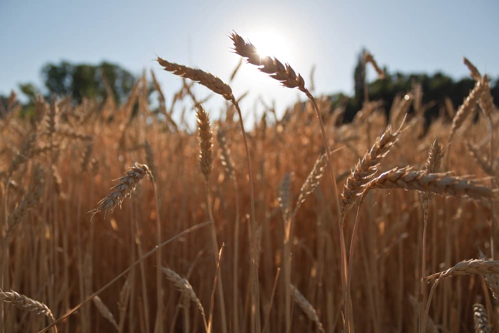 Estimativa da Emater aponta que RS poderá ter a maior produção de trigo da história em 2022
