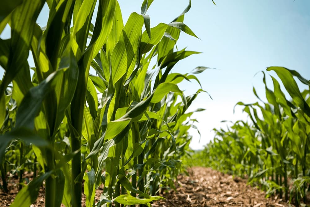 Pedidos para o programa Troca-Troca de Sementes podem ser feitos no Sindicato
