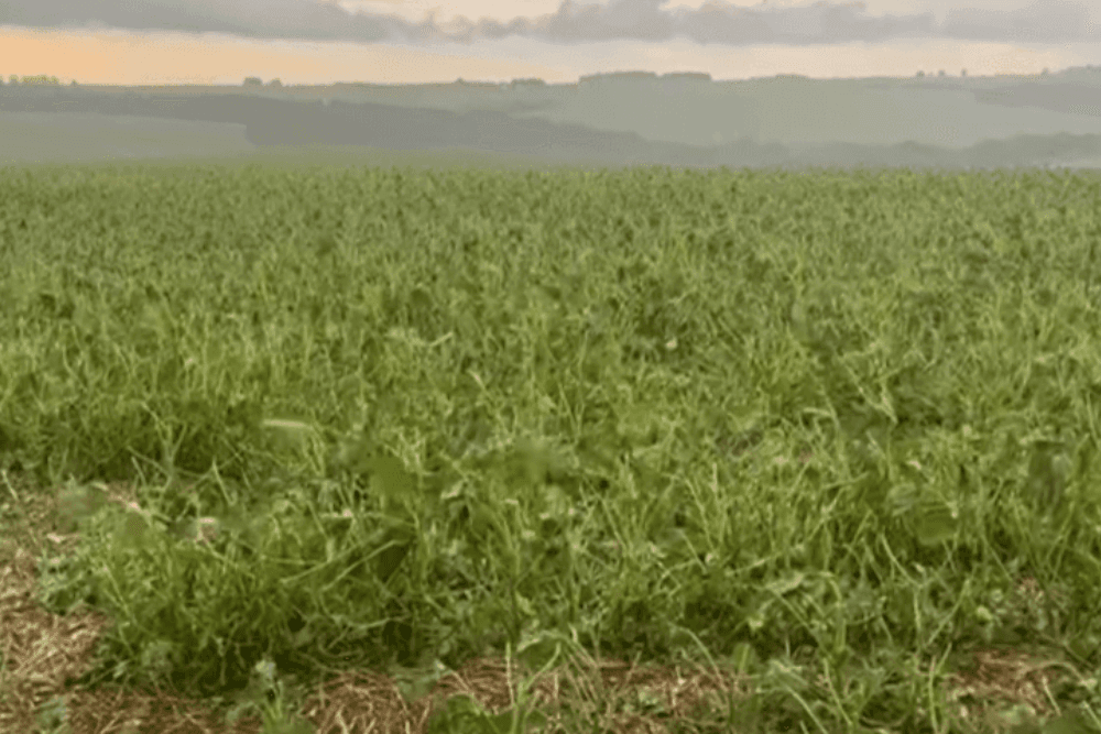 Granizo destrói lavouras de soja no interior de Sarandi