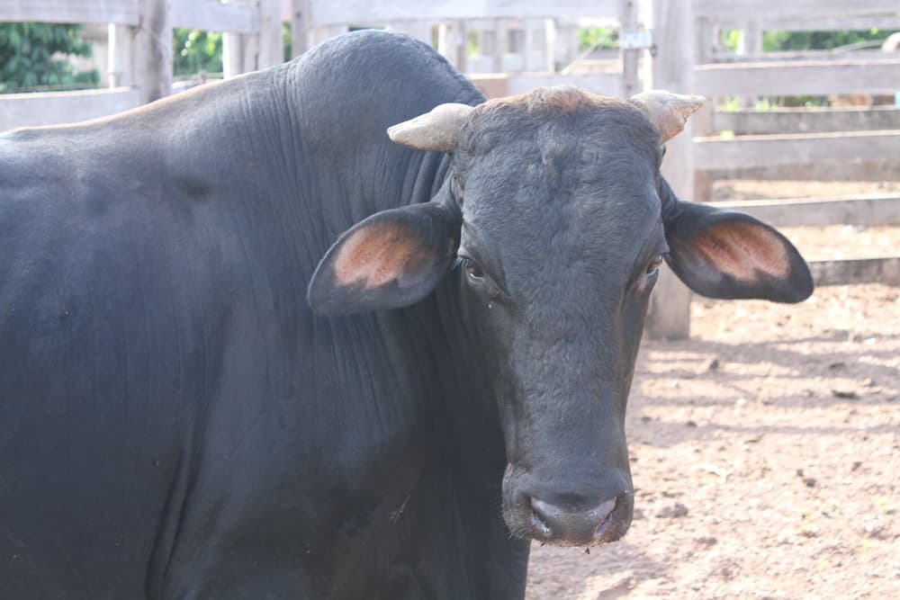 Homem morre após ser atacado por touro em Três de Maio