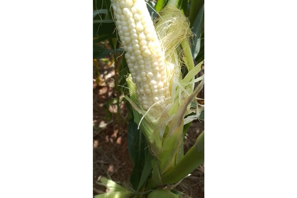 Entidades avaliam prejuízos à agropecuária em função das chuvas em Santo Augusto