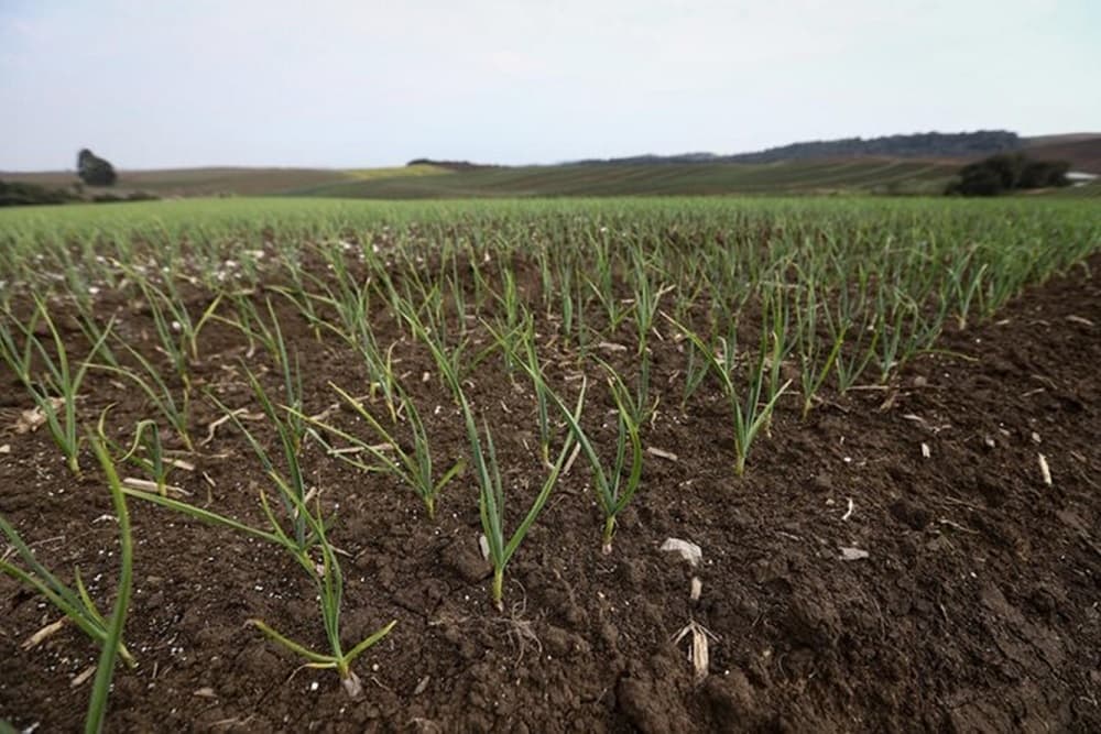 Lula edita decreto que regulamenta desconto em operações de crédito de produtores do RS