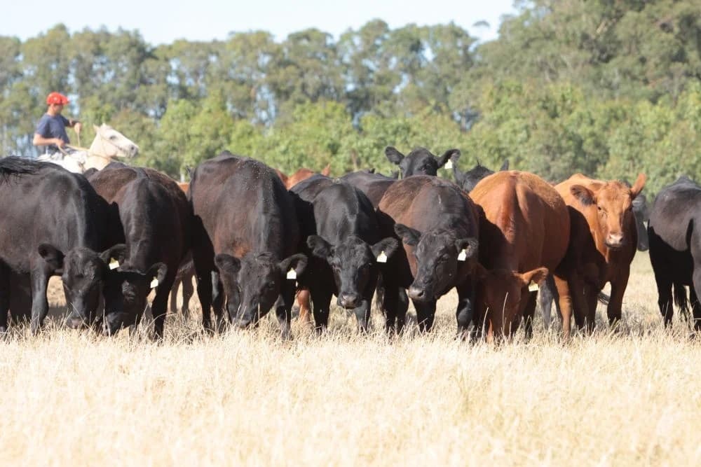 Declaração de Rebanho em 2024 terá novo prazo, com início em abril
