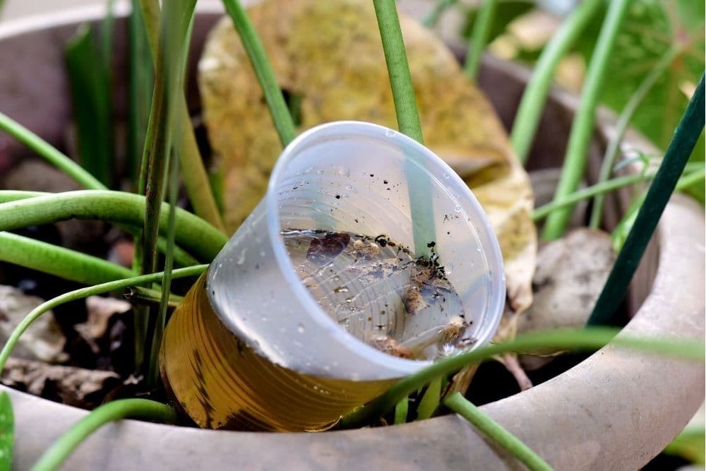 São Martinho decreta medidas emergenciais após alto risco de dengue