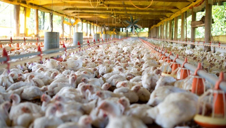 Onda de calor provoca prejuízos no campo e mata 400 mil aves no Uruguai