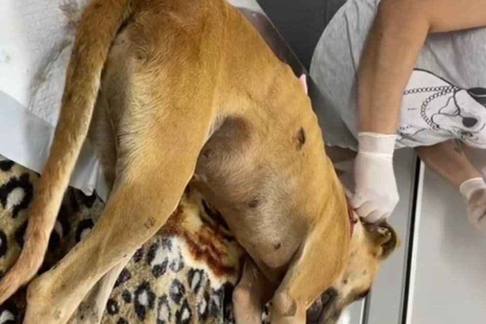 Cachorrinha é resgatada em Redentora com suspeita de zoofilia