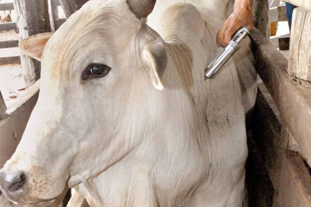 RS recebe certificado oficial de zona livre de febre aftosa sem vacinação