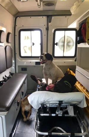 Cães invadem ambulância para acompanhar dono e esperam alta em unidade de saúde em Bauru