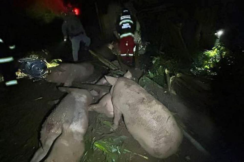 Motorista morre após caminhão com suínos tombar na RSC-472, em Tenente Portela