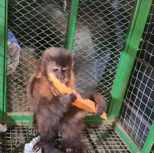 Homem é preso por crime contra a fauna, em Tenente Portela