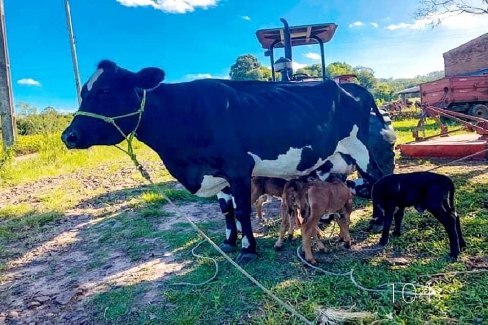Vaca dá à luz a bezerros quadrigêmeos em Venâncio Aires