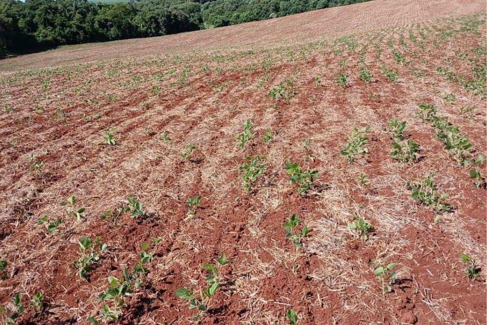 Ministério da Fazenda e senadores buscam saída para dívidas de produtores gaúchos