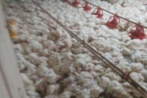 Falta de energia provoca a morte de 17 mil frangos em aviário