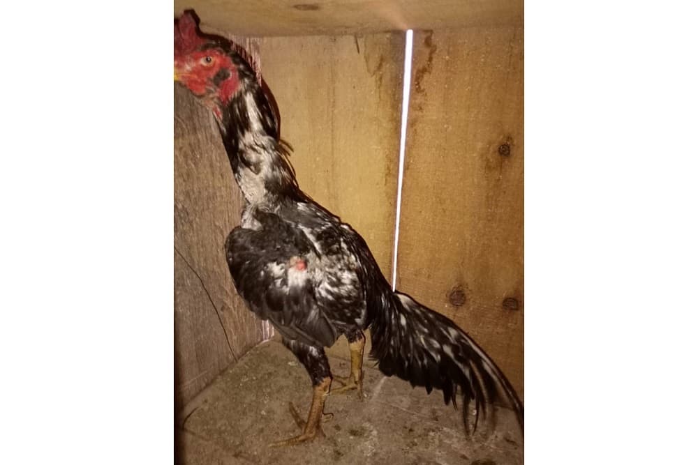 PATRAM encontra 45 galos utilizados em rinhas, na área urbana de Coronel Bicaco