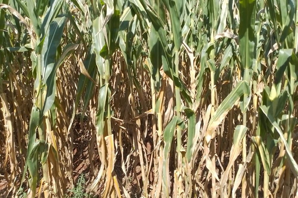 Prejuízos causados pela estiagem em Santo Augusto se aproximam de 100 milhões de reais