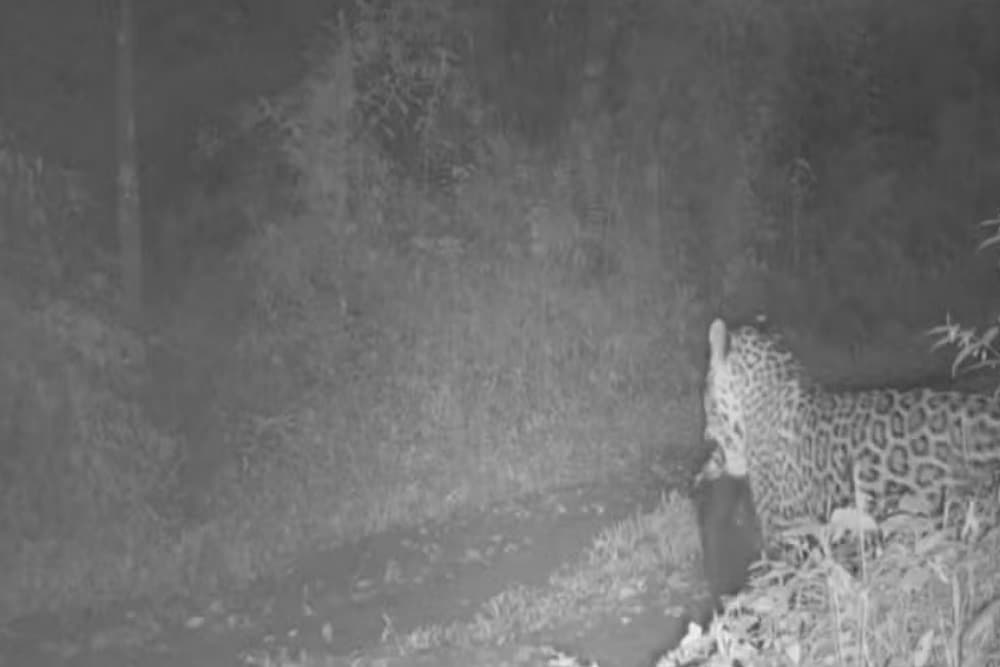 VÍDEO: câmera flagra onça-pintada caçando cão em parque estadual no RS