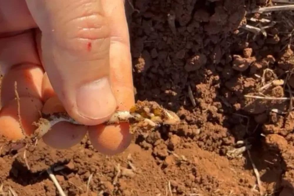 RTC alerta sojicultores para aumento da ocorrência da bicheira da semente no RS