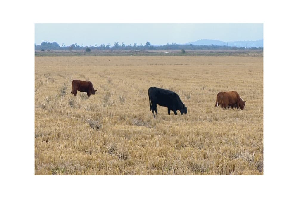 Suspeitos de aplicar golpes contra pecuaristas são presos no RS