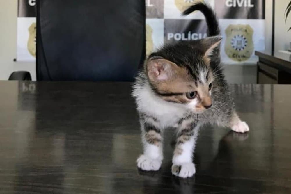 Polícia indicia suspeito de adotar gatos pela internet para depois matar os animais