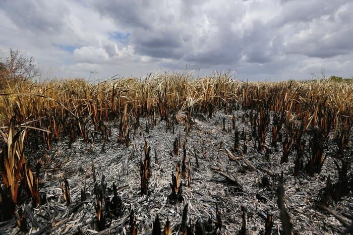 Incêndio queimou quase 12 mil hectares da Estação Ecológica do Taim